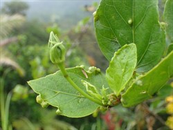 Photo 1. Galls of the Hibiscus mite, Eriophyes hibisci, mostly at the edges of the leaves.
