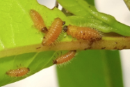 Photo 8. Larvae, Phyllocharis undulata.
