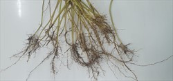 Photo 5. Rooted prop roots of itch grass, Rottboellia cochinchinensis.