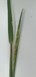 Photo 8. Flower spike, itch grass, Rottboellia cochinchinensis.