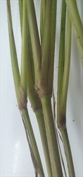 Photo 2. Swollen areas on stems, the nodes, itch grass, Rottboellia cochinchinensis.
