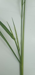 Photo 7. Flower spike, itch grass, Rottboellia cochinchinensis.