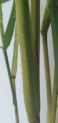 Photo 6. Prominent hairs that cause the itch of itch grass, Rottboellia cochinchinensis.
