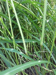 Photo 3. Leaves with prominent pale mid-vein, itch grass, Rottboellia cochinchinensis.