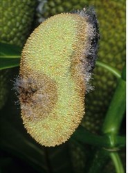Photo 1. Rots developing on a young jackfruit fruit caused by Rhizopus stolonifer.