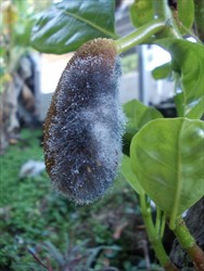 Photo 3. Late-stage infection of jackfruit fruit by Rhizopus stolonifer, showing the groups of spores (sporangia) on long stalks (sporangiophores).