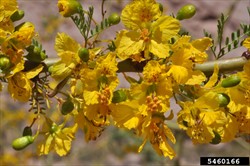 Photo 5. Flowers, Parkinsonia aculeata.