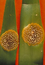 Photo 1. Close-up of raised spot or galls of kauri rust, Aecidium fragiforme, containing aecia.