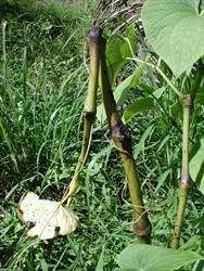 Photo 3. Kava plant with blackened stem that has collapsed at the node, typical of kava dieback caused by Cucumber mosaic virus.