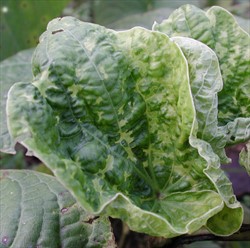 Photo 1. Kava leaf showing yellow-green mosaic patterns and distortions typical of infection from Cucumber mosaic virus.