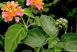 Photo 2. Lantana camara; leaves with serrated margins, stems with small spines, and yellow, pink, and orange flowers. Berry-like fruit is shown.