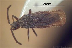 Photo 3. The bug, Teleonemia scrupulosa.