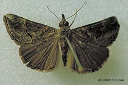 Photo 8. The moth, Hypena strigata.