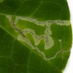 Photo 7. Close-up of Photo 3, showing the mines of cabbage leafminer, Liriomyza brassicae.
