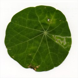 Photo 6. Cabbage leafminer, Liriomyza brassicae, mines on Nasturtium.