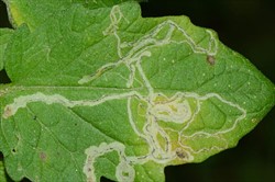 Photo 5. Characteristic patterns of damage on tomato made by the larvae or maggots of a Liriomyza leafminer feeding just under the surface layer of the leaves.