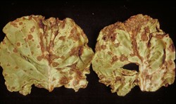 Photo 1. Lettuce leaf spot, Cercospora lactucae-sativae. Some spots have joined together, especially at the margins.