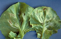Photo 2. Downy mildew, Bremia lactucae, on lettuce showing sporulating areas between the main veins.