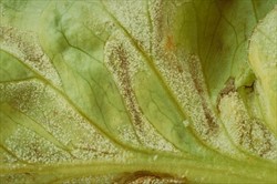 Photo 3. Magnified part of Photo 2, showing the spores of downy mildew, Bremia lactucae, on lettuce.