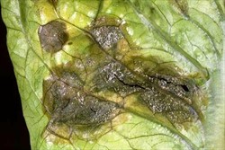 Photo 1. Brown patches on lettuce caused by downy mildew, Bremia lactucae.
