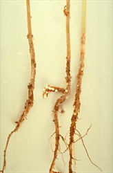 Photo 1. Sclerotinia on soybean. Note the fungus has destroyed the roots of these three plants, and large balls of the fungus called sclerotia have formed on the stem and tap root. These will germinate to produce a mushroom-like body that produces spores.