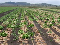 Photo 2. Severe wilt of lettuce caused by Sclerotinia soft rot fungus. The fungus produces sclerotia (see Photo 1) and these can survive in the soil for many years.