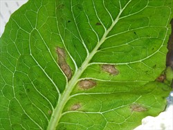 Photo 1. Light brown irregular spots of Septoria lactucae between the veins are the first signs of lettuce leaf spot.