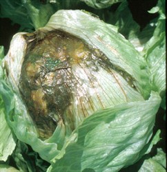 Photo 2. Slimy brown rot on the "head" of lettuce. Often these rots contain several species of bacteria causing soft rots, in addition to Pectobacterium carotovorum subsp. carotovorum.