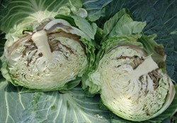 Photo 1. Bacterial soft rot, Pectobacterium carotovorum subsp. carotovorum, in head of cabbage. Infection in the outer leaves progressively moves via the stem to younger leaves.