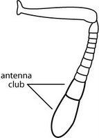 Diagram 2. Structure of an antenna of the little fire ant, Wasmannia auropunctata. Compare with Photo 4.