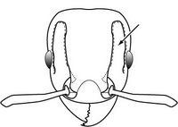 Diagram 1. Head of the little fire ant, Wasmannia auropunctata, showing the scrobe (arrowed), the area from the base of the antenna to the back of the head. Compare with Photo 4.