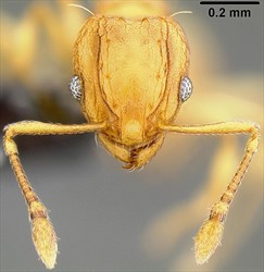 Photo 4. Close-up of head and antennae of the little fire ant, Wasmannia auropunctata; the antenae have two section at the end (see Diagram 2).