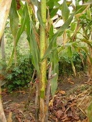 Photo 4. American corn rust, Puccina polysora, on the stem or stalk of maize.