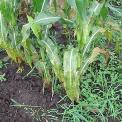 Photo 1. Spots of American corn rust, Puccinia polysora, on lower leaves of maize.