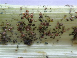 Photo 4. Colony of maize aphid, Rhopalosiphum maidis, with numerous 'mummies', swollen parasitised individuals. The papery skin of some has collapsed after the exist of the parasitoid.
