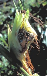 Photo 1. Seeds of the maize ear transformed into black spore-producing structures of the boil smut fungus, Ustilago zeae.