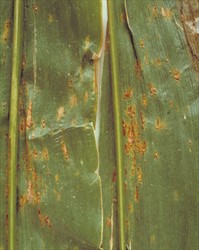 Photo 2. Pustules of rust, Puccinia sorghi, on the upper surface of a maize leaf.