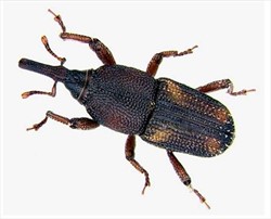 Photo 3. Maize weevil, Sitophilus zeamais, clearly showing four light reddish to yellowish spots at the corners of the wing case.