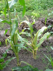 Photo 1. Stunted maize with deformed ears (right) infected with Maize mosaic virus. Note the thin yellow stripes.