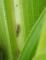 Photo 3. Maize mosaic is spread by the planthopper, Peregrinus maidis. The planthopper breeds in the "throat" of maize, and that is the place to look for colonies; sometimes, ants will be present too.