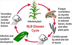 Diagram. Disease cycle of maize northern leaf blight (NLB). The spores are called "conidia", and the cottony growth of the fungus, "mycelia").