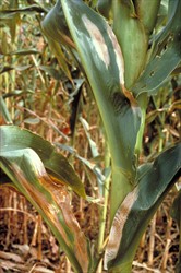 Photo 1. Large elongated grey spots of maize northern leaf blight, Setosphaeria turcica.