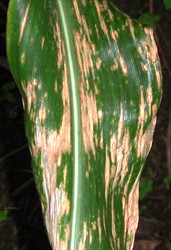 Photo 2. Spots on maize leaf, expanding and joining together, caused by southern leaf blight, Cochliobolus heterostrophus.