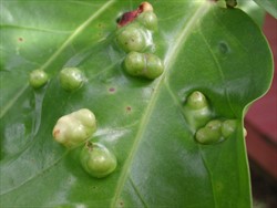 Photo 3. Close-up of galls on uppersurface of leaves of Syzgium malaccense, caused by Trioza vitiensis.