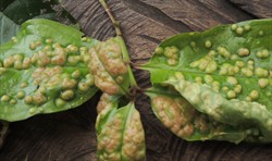 Photo 4. Close-up of galls on uppersurface of leaves of Syzgium malaccense, caused by Trioza vitiensis.