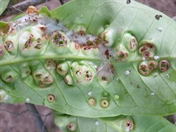 Photo 6. Galls on underside of leaves of Syzgium malaccense, caused by Trioza vitiensis, from which adults have emerged.