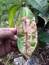 Photo 2. Damage to leaf surface of Malay apple, caused by the leaf miner, Acrocercops patellata.