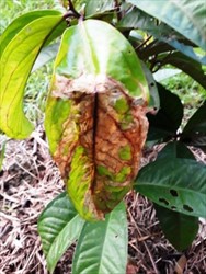Photo 1. Damage to leaf surface of Malay apple, caused by the leaf miner, Acrocercops patellata. Note, on the right side of the leaf the damage is between the veins