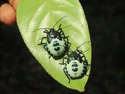 Photo 3. Nymphs of the man-faced stink bug, Catacanthus incarnatus.