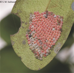 Photo 4. Eggs of the man-faced stink bug, Catacanthus incarnatus.